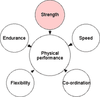 Strength and physical performance
